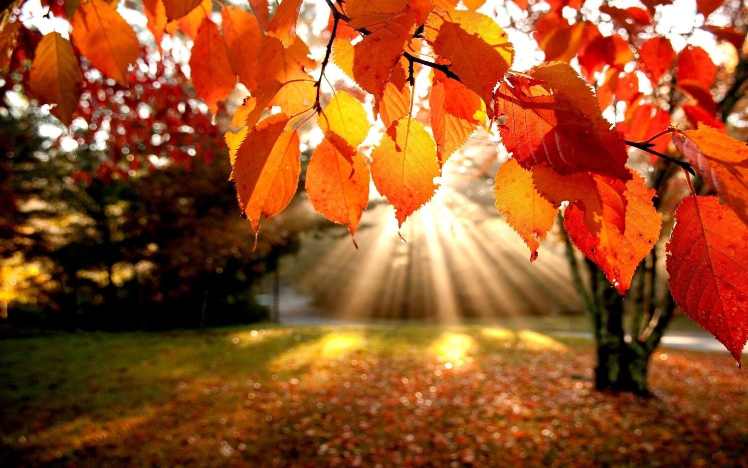 Herbstfest im Park